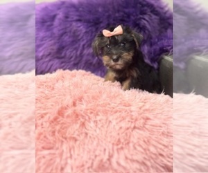 Snorkie Puppy for sale in RIPLEY, MS, USA