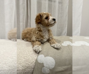 Maltipoo Puppy for sale in PERRIS, CA, USA