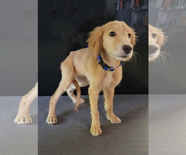 Medium Photo #6 Golden Retriever Puppy For Sale in Glendale , AZ, USA
