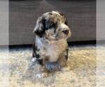 Small #7 Australian Mountain Dog