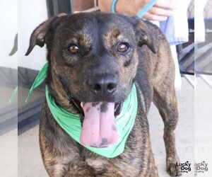 Ronald - Male Mutt Dog for Adoption - Photo #6