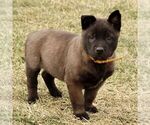 Small #1 Belgian Malinois