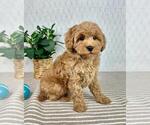 Small #4 Cavapoo