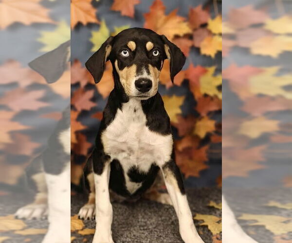 Medium Photo #1 Catahoula Leopard Dog Puppy For Sale in Royal Palm Beach, FL, USA
