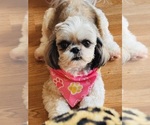 Small Photo #1 Shih Tzu Puppy For Sale in ORLANDO, FL, USA