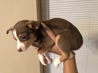 Chihuahua Puppy for sale in DOVER, DE, USA