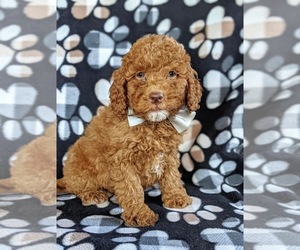 Goldendoodle-Poodle (Miniature) Mix Puppy for sale in LEOLA, PA, USA
