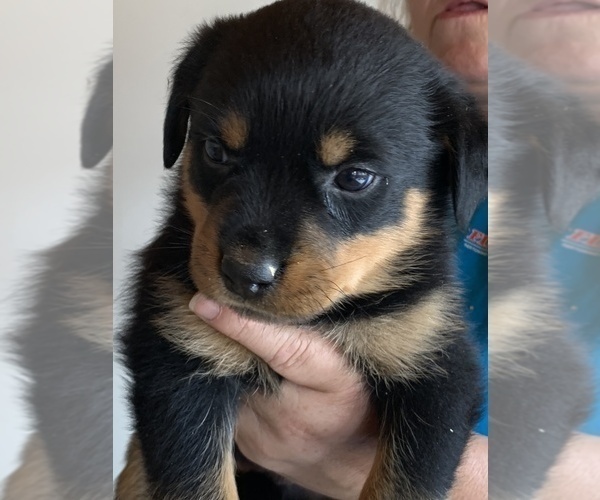 Medium Photo #8 Rottweiler Puppy For Sale in OAK GLEN, CA, USA