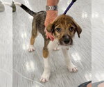 Small #3 Mutt