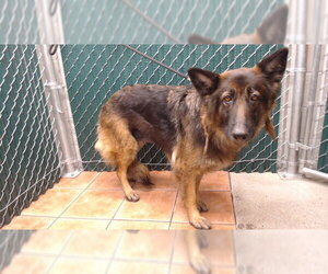 German Shepherd Dog Dogs for adoption in Downey, CA, USA