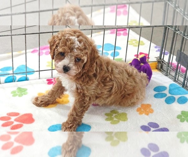 Medium Photo #4 Cavapoo (Miniature)-Poodle (Toy) Mix Puppy For Sale in ORO VALLEY, AZ, USA