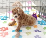 Small #3 Cavapoo (Miniature)-Poodle (Toy) Mix