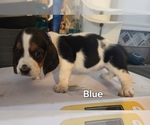 Small #9 Basset Hound