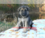 Small #1 German Shepherd Dog