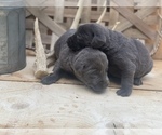 Small Photo #3 Labrador Retriever Puppy For Sale in FELTON, PA, USA
