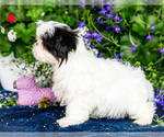 Small #3 Shih Tzu