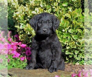 Labradoodle Puppy for sale in NEW PROVIDENCE, PA, USA