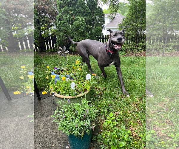 Medium Photo #3 Great Dane Puppy For Sale in Huntersville, NC, USA