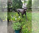 Small #2 Great Dane