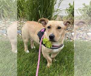 Basset Hound-Welsh Corgi Mix Dogs for adoption in Des Moines, IA, USA