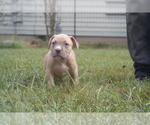Small Photo #2 American Pit Bull Terrier Puppy For Sale in POPLAR BLUFF, MO, USA
