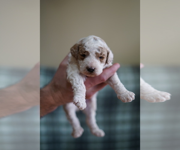 Medium Photo #8 Poodle (Miniature) Puppy For Sale in FREDERICK, MD, USA