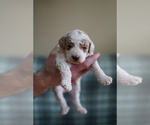Small Photo #8 Poodle (Miniature) Puppy For Sale in FREDERICK, MD, USA