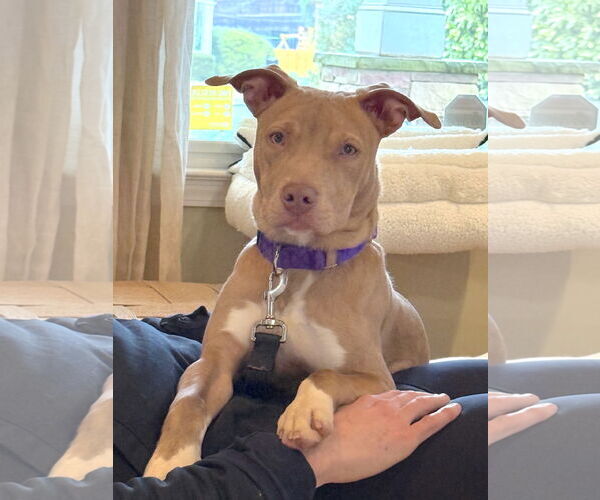 Medium Photo #7 Mutt Puppy For Sale in Decatur, GA, USA