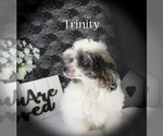 Small #16 Poodle (Miniature)