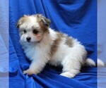 Small #4 Maltipom