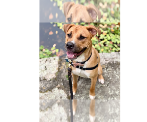 Chance (Cherry Litter) - Male American Staffordshire Terrier-Labrador Retriever Mix Dog for Adoption - Photo #7