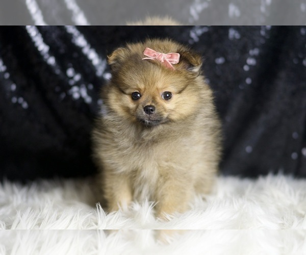 Medium Photo #3 Pomeranian Puppy For Sale in WARSAW, IN, USA