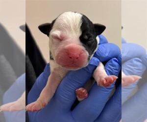 Labrador Retriever-Unknown Mix Dogs for adoption in Houston, TX, USA