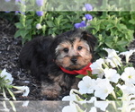 Small Photo #3 Yorkshire Terrier Puppy For Sale in ELDORADO, OH, USA