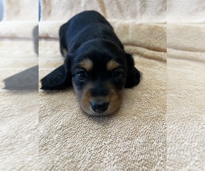 Dachshund Puppy for sale in ASHLAND, NE, USA