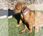 Small Photo #13 Rhodesian Ridgeback Puppy For Sale in SURPRISE, AZ, USA