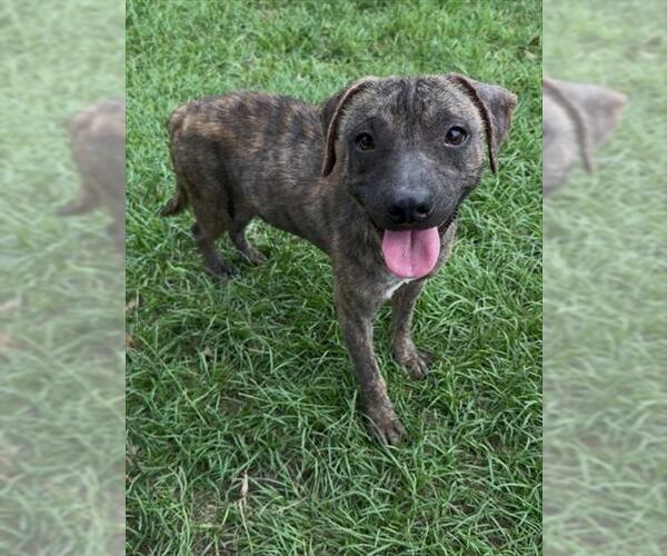 Medium Photo #1 Mutt Puppy For Sale in Conroe, TX, USA