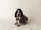 Small #9 Bluetick Coonhound