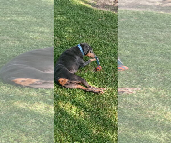 Medium Photo #15 Doberman Pinscher Puppy For Sale in Buffalo, MN, USA