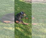 Small #14 Doberman Pinscher