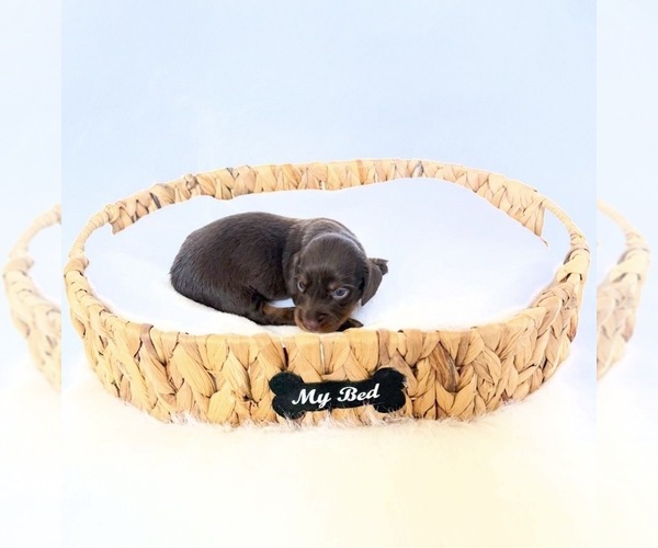 Medium Photo #2 Dachshund Puppy For Sale in DAVIS, CA, USA