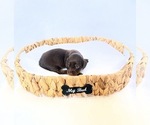 Small #1 Dachshund