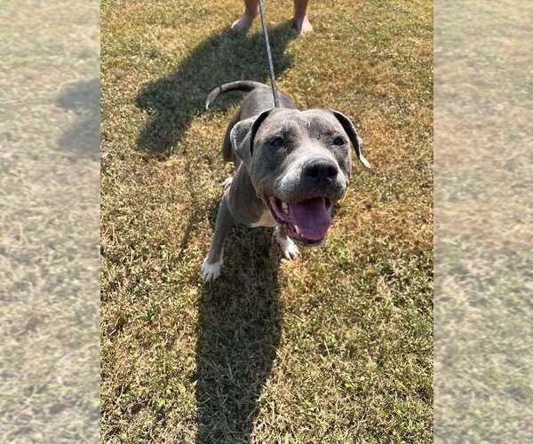 Medium Photo #3 Mutt Puppy For Sale in Abbeville, LA, USA