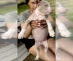 Small Photo #8 American Bully Puppy For Sale in LAKE STATION, IN, USA