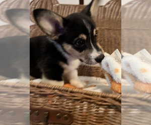 Pembroke Welsh Corgi Puppy for sale in CITRUS HEIGHTS, CA, USA