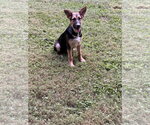 Small #1 German Shepherd Dog Mix