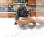 Small Photo #2 Goldendoodle Puppy For Sale in BROKEN BOW, OK, USA