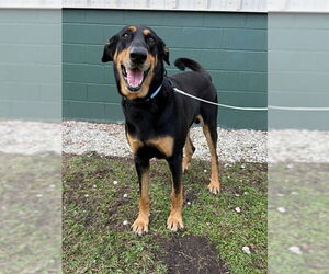 Doberman Pinscher-German Shepherd Dog Mix Dogs for adoption in Naples, FL, USA