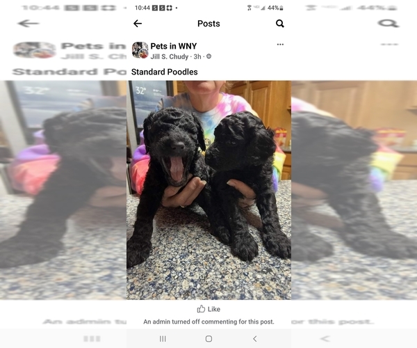 Medium Photo #1 Poodle (Standard) Puppy For Sale in WATERPORT, NY, USA