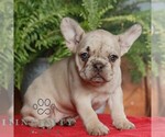 Small French Bulldog